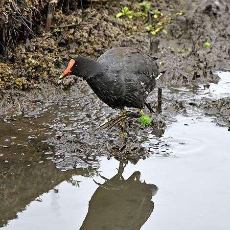 Common gallinule