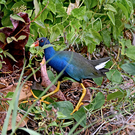Purple Gallinule