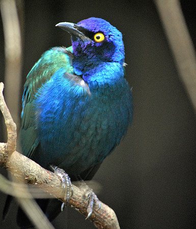 Purple glossy starling