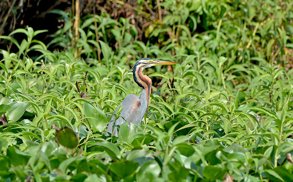 Purple heron