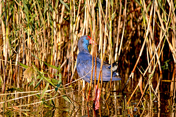 Purple swamphen