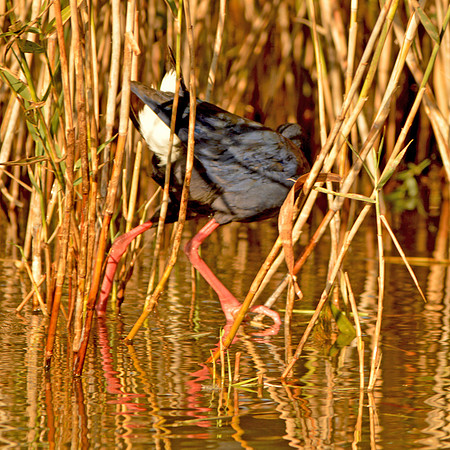Purple swamphen