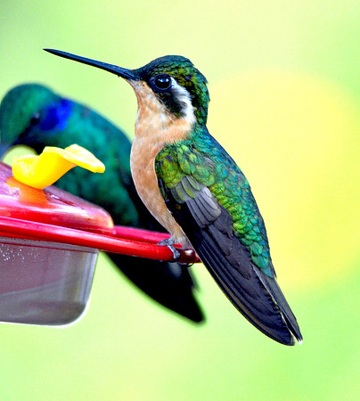 Purple throated mountain gem hummingbird, female