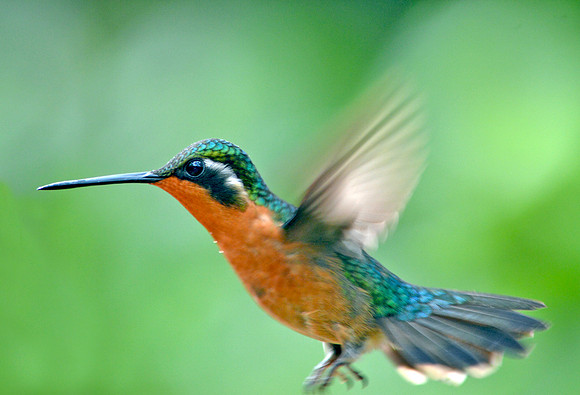 Purple throated mountain gem hummingbird, female