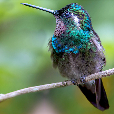 Purple throated mountain gem hummingbird, male
