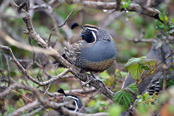 California quail