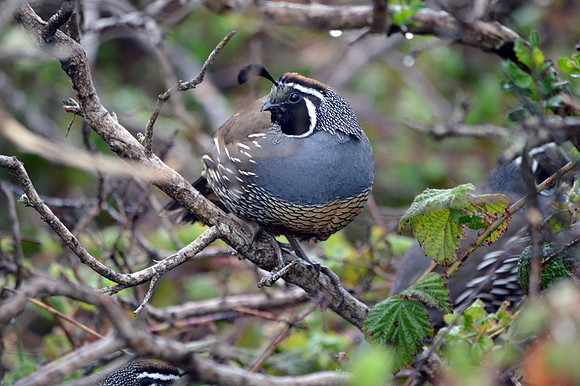 California quail