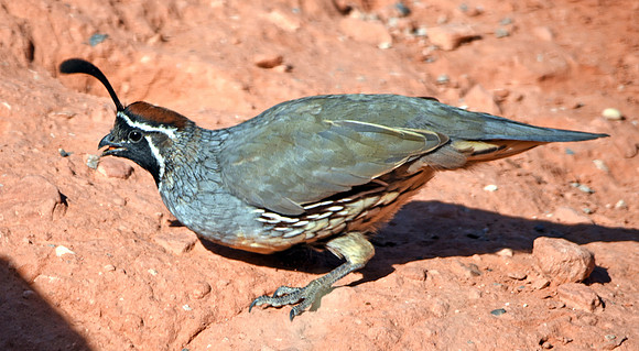 Gambel's quail