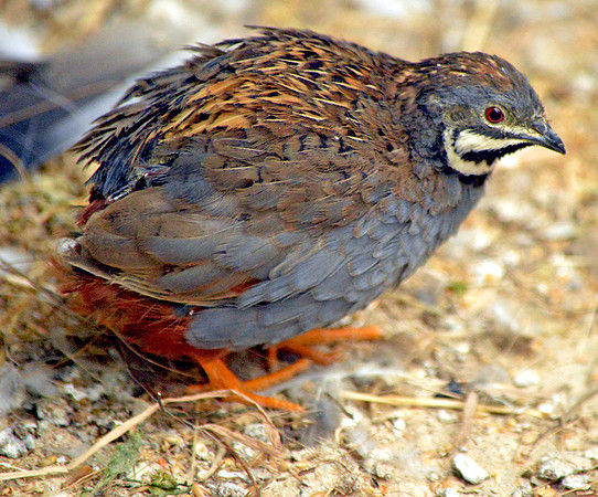 Chinese painted quail
