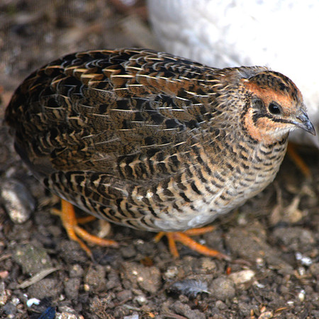Chinese painted quail