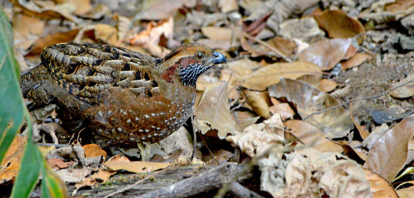 Spotted wood quail