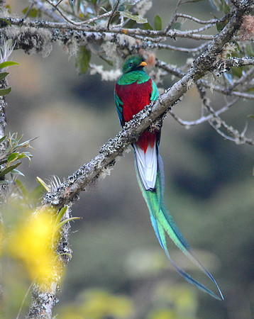 Resplendent quetzal