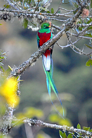 Resplendent quetzal