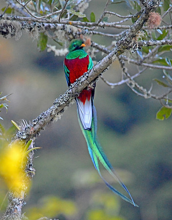 Resplendent quetzal