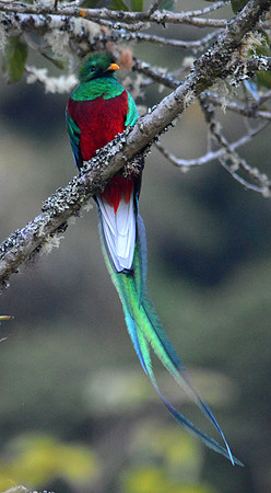 Resplendent quetzal