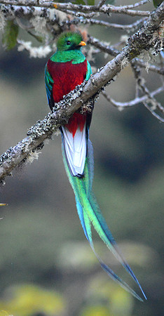 Resplendent quetzal