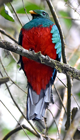 White tipped quetzal