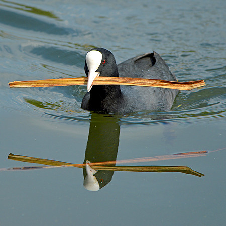 Coot