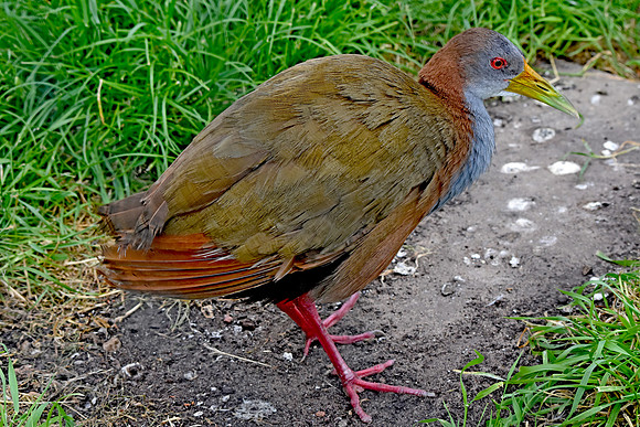 Giant wood rail