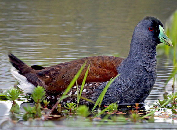 Spot flanked gallinule