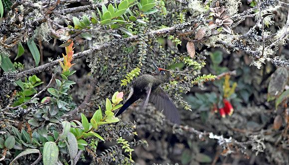 Rainbow bearded thornbill