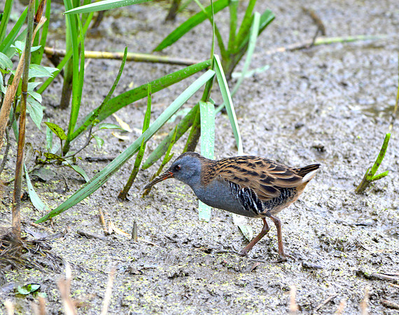 Water rail