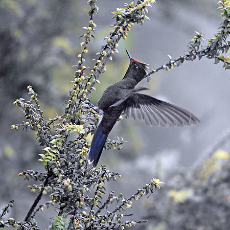 Rainbow bearded thornbill