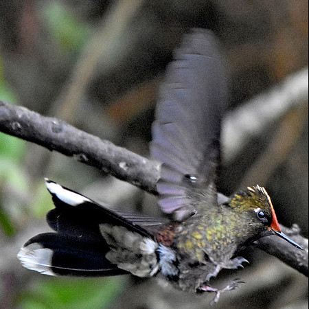 Rainbow bearded thornbill