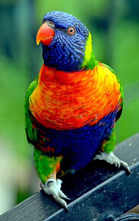 Rainbow lorikeet
