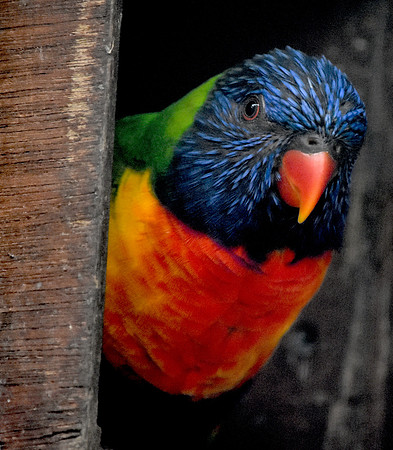 Rainbow lorikeet