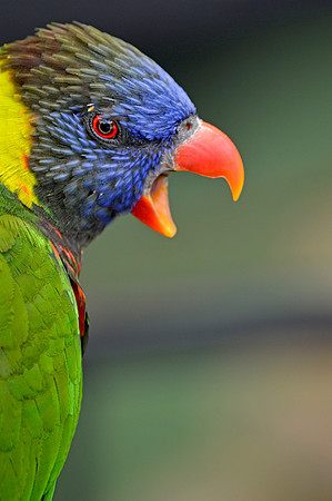 Rainbow lorikeet