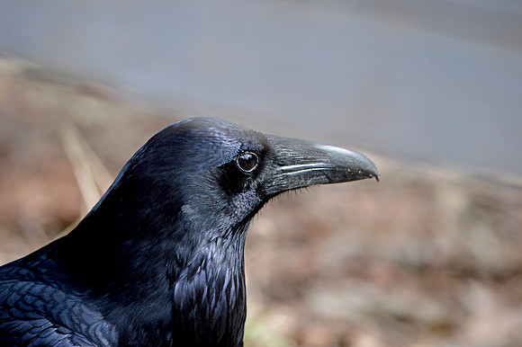 Raven