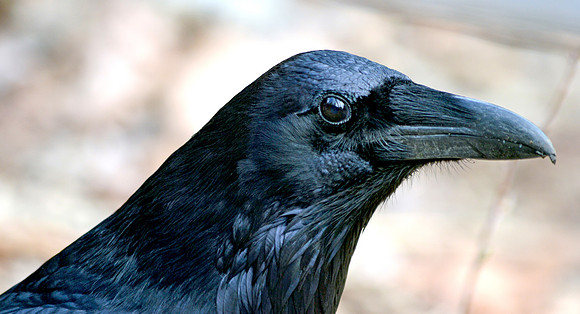 Raven