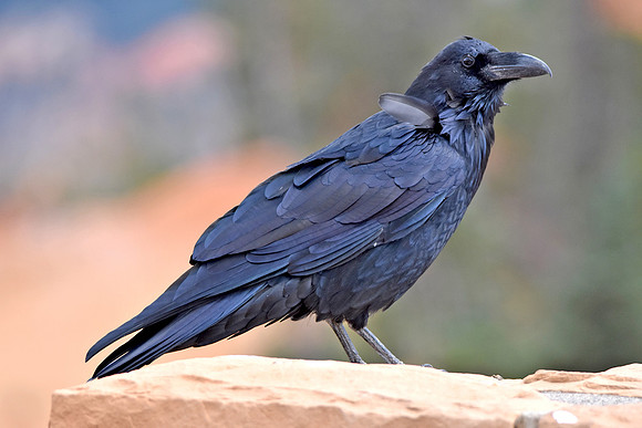 Raven