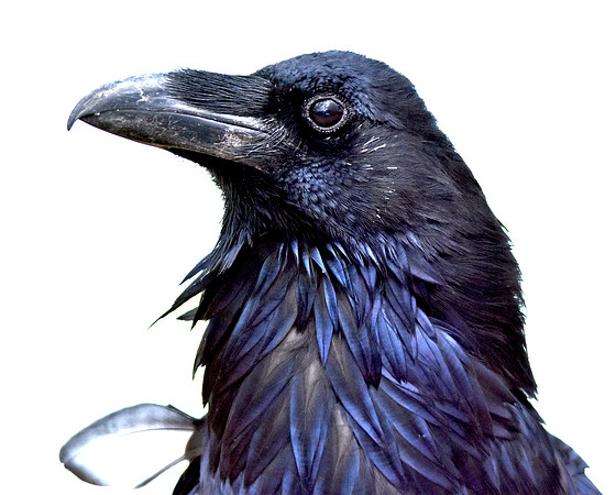 Raven