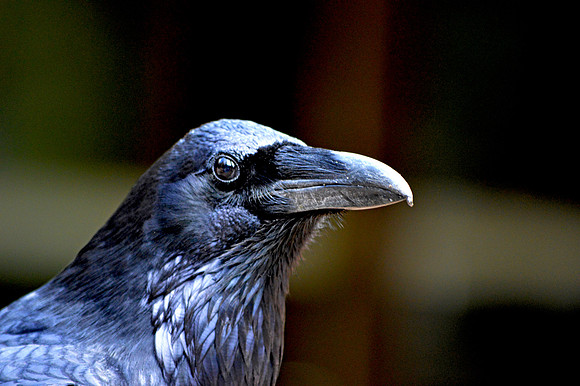 Raven