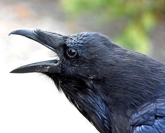 Raven
