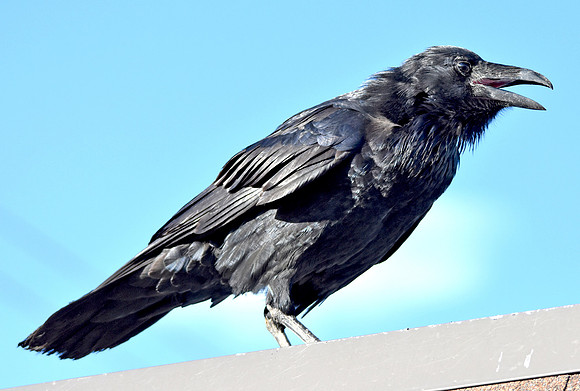 Raven