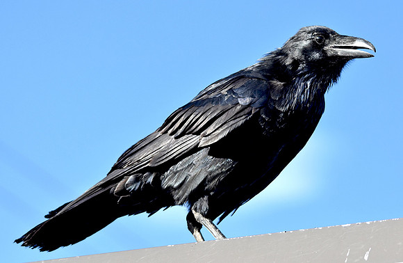 Raven