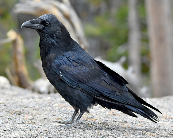 Raven