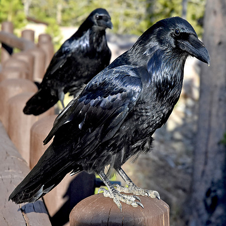Raven