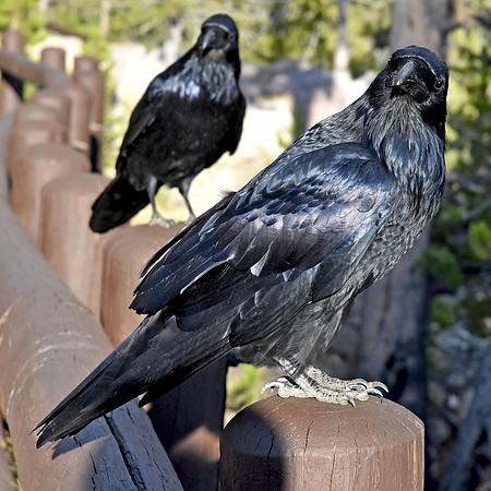 Raven