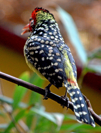 Red and yellow barbet