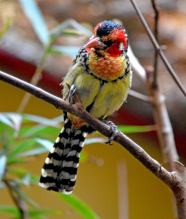Red and yellow barbet