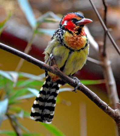 Red and yellow barbet
