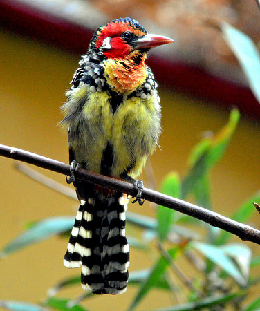 Red and yellow barbet