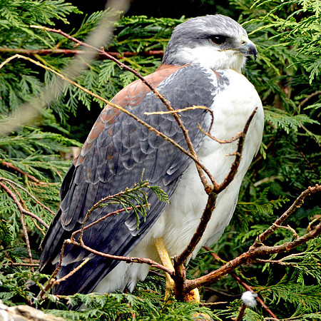 Red backed hawk