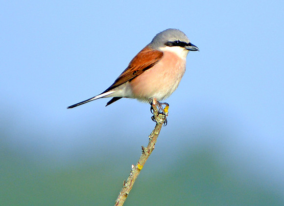 Red backed shrike