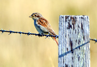 Red backed shrike