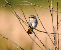 Red backed shrike